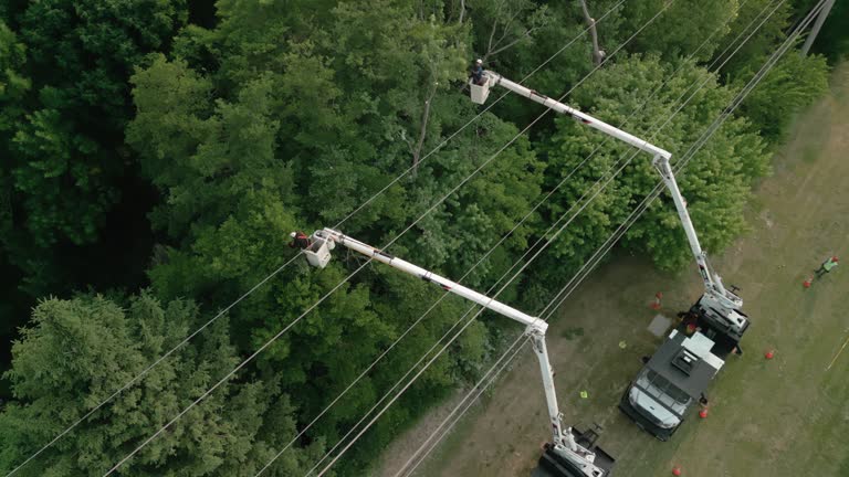 Best Storm Damage Tree Cleanup  in Brandermill, VA